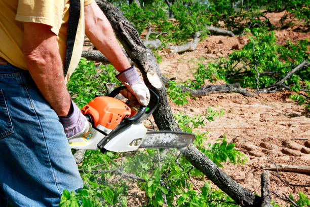 Best Hedge Trimming  in Elk City, OK